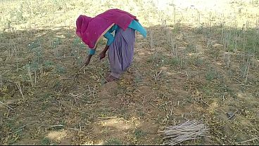 गांव के खेत में काम करती हुई उसकी देह को देसी लड़के ने चोदा